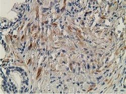 Invitrogen OGFOD1 Monoclonal Antibody (OTI1D9) 100 &mu;L; Unconjugated:Antibodies,
