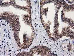 Invitrogen PON1 Monoclonal Antibody (OTI1F7) 100 &mu;L; Unconjugated:Antibodies,