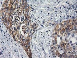 Invitrogen PON1 Monoclonal Antibody (OTI1F7) 100 &mu;L; Unconjugated:Antibodies,