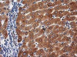 Invitrogen PON1 Monoclonal Antibody (OTI1F7) 100 &mu;L; Unconjugated:Antibodies,