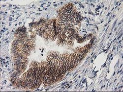 Invitrogen PON1 Monoclonal Antibody (OTI1F7) 100 &mu;L; Unconjugated:Antibodies,