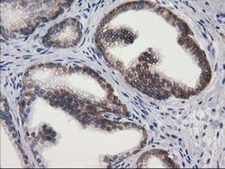 Invitrogen PON1 Monoclonal Antibody (OTI1F7) 100 &mu;L; Unconjugated:Antibodies,