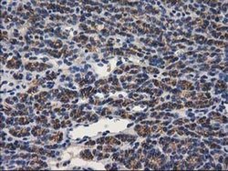 Invitrogen PON1 Monoclonal Antibody (OTI1F7) 100 &mu;L; Unconjugated:Antibodies,