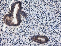 Invitrogen PON1 Monoclonal Antibody (OTI1F7) 100 &mu;L; Unconjugated:Antibodies,