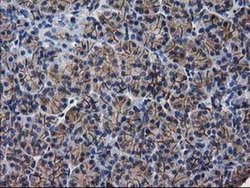 Invitrogen PON1 Monoclonal Antibody (OTI1F7) 100 &mu;L; Unconjugated:Antibodies,