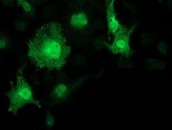 Invitrogen KCTD14 Monoclonal Antibody (OTI3F5) 100 &mu;L; Unconjugated:Antibodies,