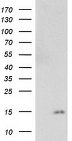 Invitrogen NDUFA7 Monoclonal Antibody (OTI5G6) 100 &mu;L | Buy Online | Invitrogen&trade; | Fisher Scientific