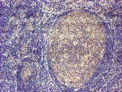 Invitrogen MAGEB18 Monoclonal Antibody (OTI9F9) 100 &mu;L; Unconjugated:Antibodies,