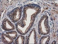 Invitrogen Destrin Monoclonal Antibody (OTI1D8) 100 &mu;L; Unconjugated:Antibodies,