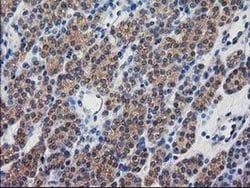 Invitrogen Destrin Monoclonal Antibody (OTI1D8) 100 &mu;L; Unconjugated:Antibodies,