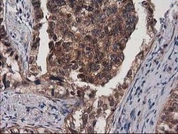 Invitrogen Destrin Monoclonal Antibody (OTI1D8) 100 &mu;L; Unconjugated:Antibodies,
