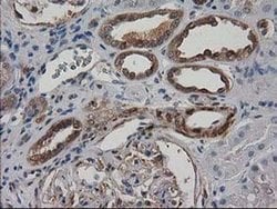 Invitrogen Destrin Monoclonal Antibody (OTI1D8) 100 &mu;L; Unconjugated:Antibodies,