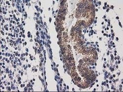 Invitrogen Destrin Monoclonal Antibody (OTI1D8) 100 &mu;L; Unconjugated:Antibodies,
