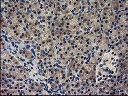 Invitrogen GUK1 Monoclonal Antibody (OTI1D7) 100 &mu;L; Unconjugated:Antibodies,