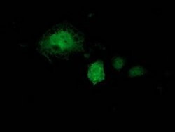 Invitrogen KCTD14 Monoclonal Antibody (OTI2B9) 100 &mu;L; Unconjugated:Antibodies,