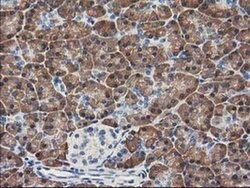 Invitrogen KCTD14 Monoclonal Antibody (OTI2B9) 100 &mu;L; Unconjugated:Antibodies,