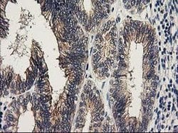 Invitrogen KCTD14 Monoclonal Antibody (OTI2B9) 100 &mu;L; Unconjugated:Antibodies,