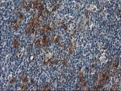 Invitrogen SULT1C2 Monoclonal Antibody (OTI5A4) 100 &mu;L; Unconjugated:Antibodies,