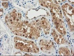 Invitrogen SULT1C2 Monoclonal Antibody (OTI5A4) 100 &mu;L; Unconjugated:Antibodies,