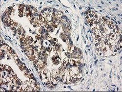 Invitrogen SULT1C2 Monoclonal Antibody (OTI5A4) 100 &mu;L; Unconjugated:Antibodies,