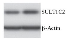 Invitrogen SULT1C2 Monoclonal Antibody (OTI5A4) 100 &mu;L; Unconjugated:Antibodies,