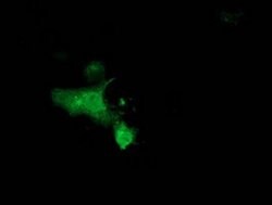 Invitrogen MGRN1 Monoclonal Antibody (OTI3C3) 100 &mu;L; Unconjugated:Antibodies,