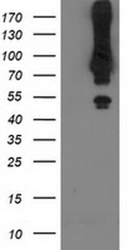 Invitrogen MGRN1 Monoclonal Antibody (OTI3C3) 100 &mu;L; Unconjugated:Antibodies,