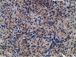 Invitrogen CCNB1IP1 Monoclonal Antibody (OTI4H3) 100 &mu;L; Unconjugated:Antibodies,