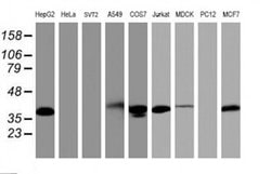 Invitrogen PDLIM2 Monoclonal Antibody (OTI10C4) 100 &mu;L; Unconjugated:Antibodies,