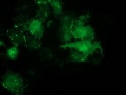 Invitrogen PDLIM2 Monoclonal Antibody (OTI1D12) 100 &mu;L; Unconjugated:Antibodies,