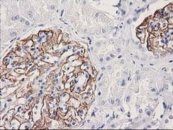 Invitrogen PDLIM2 Monoclonal Antibody (OTI1D12) 100 &mu;L; Unconjugated:Antibodies,