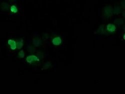 Invitrogen SSX1 Monoclonal Antibody (OTI1E10) 100 &mu;L; Unconjugated:Antibodies,