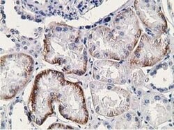 Invitrogen SSX1 Monoclonal Antibody (OTI1E10) 100 &mu;L; Unconjugated:Antibodies,