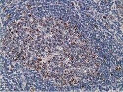 Invitrogen SSX1 Monoclonal Antibody (OTI1E10) 100 &mu;L; Unconjugated:Antibodies,
