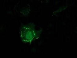Invitrogen PDLIM2 Monoclonal Antibody (OTI11A12) 100 &mu;L; Unconjugated:Antibodies,