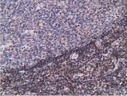 Invitrogen PDLIM2 Monoclonal Antibody (OTI11A12) 100 &mu;L; Unconjugated:Antibodies,