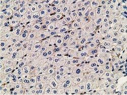 Invitrogen PDLIM2 Monoclonal Antibody (OTI11A12) 100 &mu;L; Unconjugated:Antibodies,