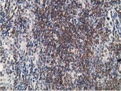 Invitrogen PDLIM2 Monoclonal Antibody (OTI11A12) 100 &mu;L; Unconjugated:Antibodies,