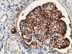 Invitrogen PDLIM2 Monoclonal Antibody (OTI11A12) 100 &mu;L; Unconjugated:Antibodies,