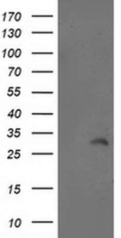 Invitrogen ITM2B Monoclonal Antibody (OTI1C11) 100 &mu;L; Unconjugated:Antibodies,
