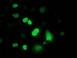 Invitrogen FLYWCH2 Monoclonal Antibody (OTI2F5) 100 &mu;L | Buy Online | Invitrogen&trade; | Fisher Scientific