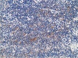 Invitrogen PRKAR1B Monoclonal Antibody (OTI2A3) 100 &mu;L; Unconjugated:Antibodies,