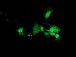 Invitrogen DNAJB2 Monoclonal Antibody (OTI4D12) 100 &mu;L; Unconjugated:Antibodies,