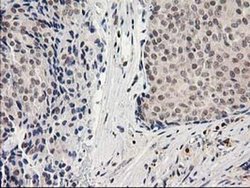 Invitrogen Alcohol Dehydrogenase 1B Monoclonal Antibody (OTI4F12) 100 &mu;L;