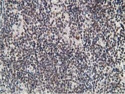 Invitrogen Alcohol Dehydrogenase 1B Monoclonal Antibody (OTI4F12) 100 &mu;L;