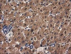 Invitrogen Alcohol Dehydrogenase 1B Monoclonal Antibody (OTI4F12) 100 &mu;L;