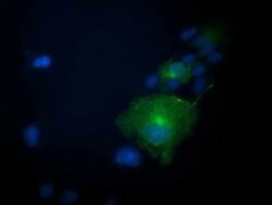 Invitrogen PRKAR1B Monoclonal Antibody (OTI9C5) 100 &mu;L; Unconjugated:Antibodies,