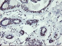 Invitrogen UBOX5 Monoclonal Antibody (OTI8D5) 100 &mu;L; Unconjugated:Antibodies,