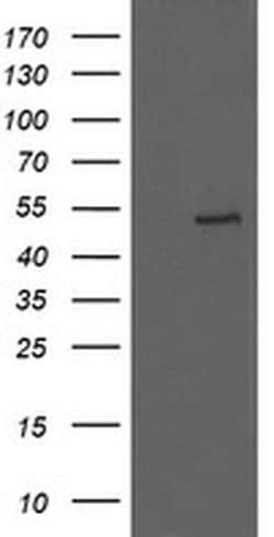 Invitrogen UBOX5 Monoclonal Antibody (OTI8D5) 100 &mu;L; Unconjugated:Antibodies,