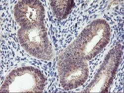 Invitrogen PNMT Monoclonal Antibody (OTI1D2) 100 &mu;L; Unconjugated:Antibodies,